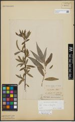 Foto von Salix alba L. x Salix fragilis L.